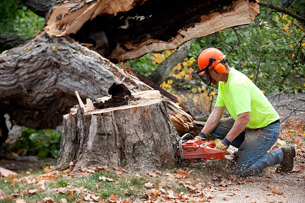 Best Tree Disease Treatment  in Strongsville, OH